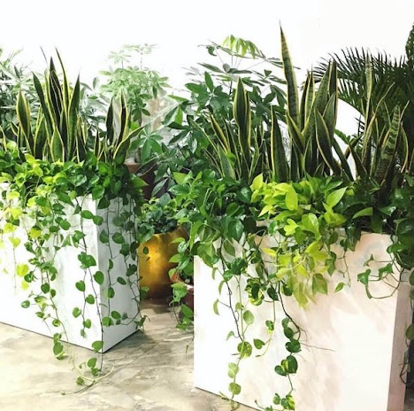 Cách chọn cây phối kết trong chậu